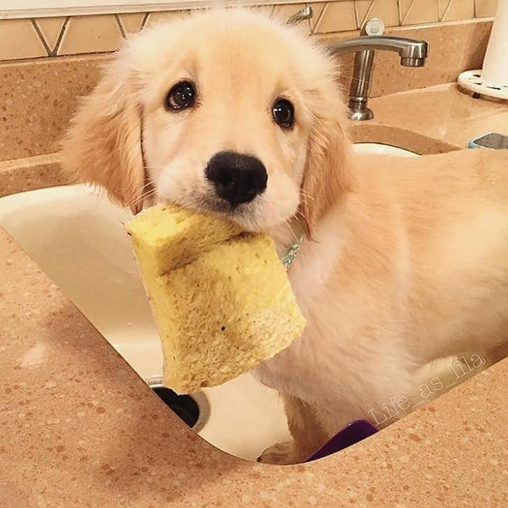 petremedy's tweet photo. This little guy is more than ready for bath time!
@dogs.lovers Instagram
#petremedy #petanxiety #catanxiety #doganxiety #dogcalming #catcalming https://t.co/omllpXf8M6