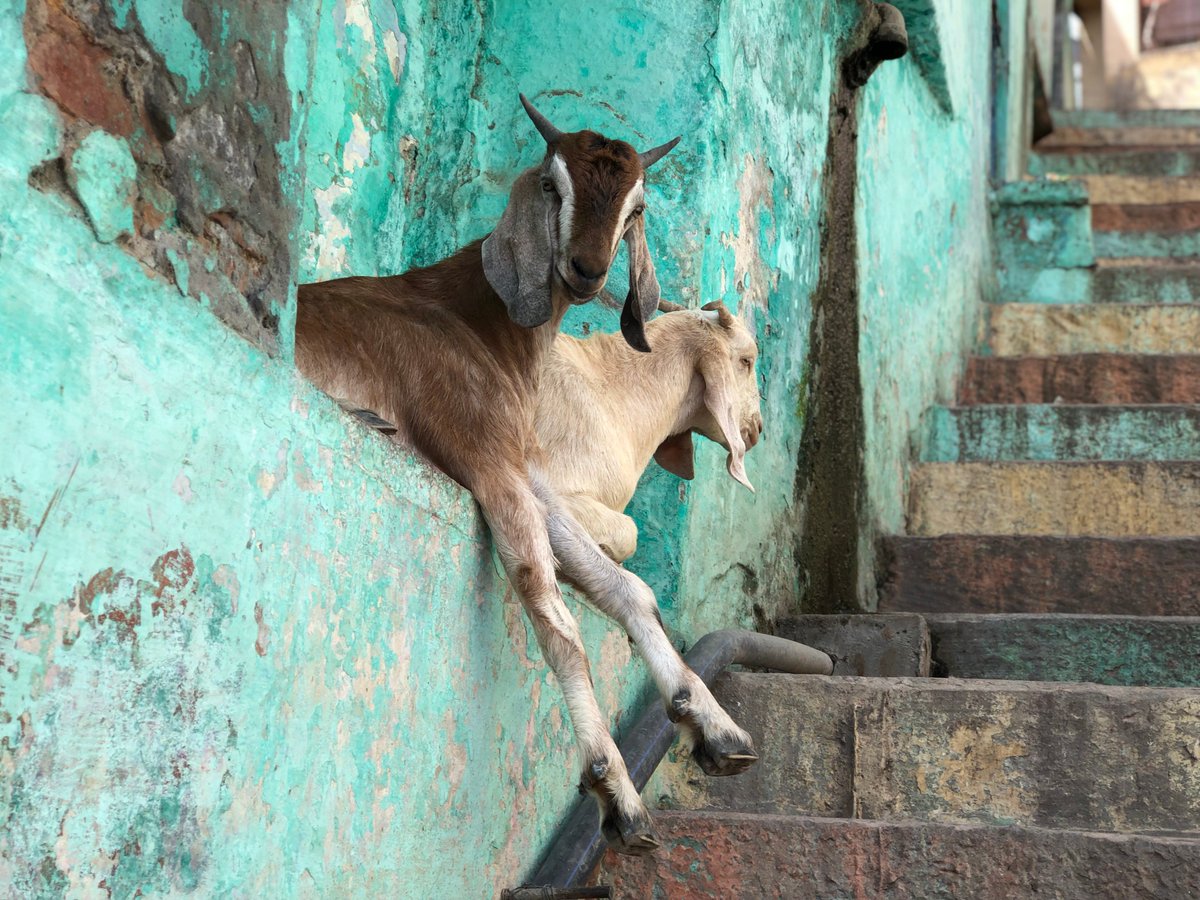 indiawithjess's tweet photo. Outside the Vishwanath &amp; Sankat Mochan Hanuman Temple are the  popular hippie hangouts are located along with many historic shops and places of Varanasi. #banaras #tourindia #visitindia #historyofindia #traveltipsIndia #indiatraveltips https://t.co/DbtWcSUG24 https://t.co/aOcHZvEUW3