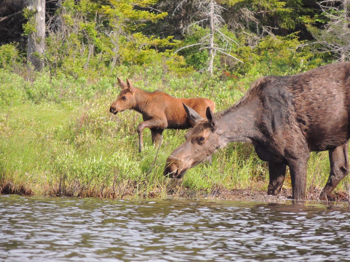 mainemoosetrack's tweet photo. May is here!
You know what that means?  Moose calves will be born soon. 🥰
Don’t wait last minute to plan your wildest best Maine moose experience 👉 https://t.co/Q5pDdr1T5w
:
📸 from one of our all time favorite moose calf encounters.  Thanks Smith party for sharing. 💛 https://t.co/x1Pj9eu9uG