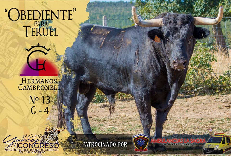 De la finca Herreros de Salvatierra de Pedrosillo de los Aires (Salamanca)viene 
"Obediente" para que Teruel lo exhiba con su Soga y su baga a la salida y se quedé con la soga después. 
#teruel #toroensogado #congresonacionaldetorodecuerda #torodecuerdatorodevida