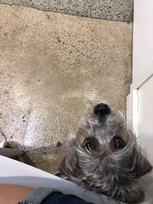 Too early to be at the vets https://t.co/MP7QQh8BVK<a href="/tag/mvsales"class="tags"><span>#mvsales</span></a>