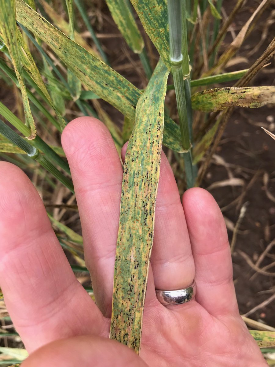 Saw signs of old stripe rust (pycnidia) lower in the canopy (right), and then new activity on flag leaves of Weathermaster 135 in Abilene today. Cool wet weather lately is facilitating new rust development. Plenty of leaf rust to go around also.