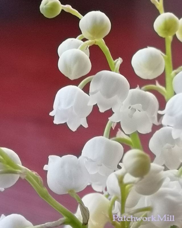 PatchworkMill's tweet image. Celebrating my new phone.  Lily of the valley, I’ve got them from my dear hubby. I wish if all of you could smell this amazing sweet scent! #photooftheday #garden #lilyofthevalley #photoofday #flowers #mygarden #flower_perfection #花 #country #flower… bit.ly/2GYOel5