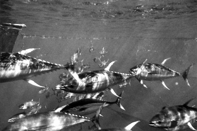 NOAAFisheries's tweet photo. #FishWatchFriday Yellowfin tuna are highly migratory and travel long distances throughout the warm ocean. Adult yellowfin tuna feed near the top of the food chain on fish, squid, and crustaceans. Learn more about this species: https://t.co/NOBP1hDcU7 https://t.co/pcoIIjTKNI