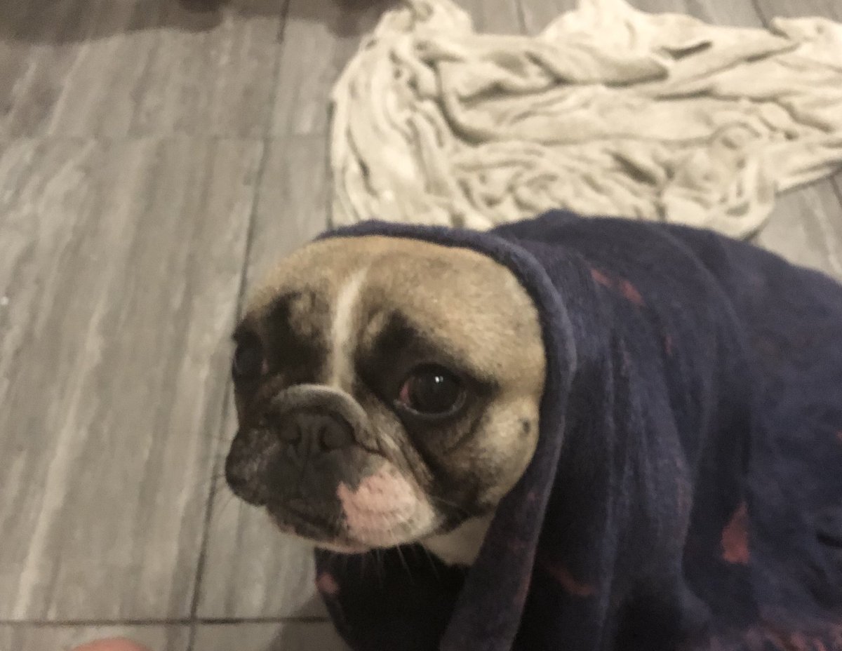 LacyDoggo's tweet image. ET PHONE HOME #dogsoftwitter