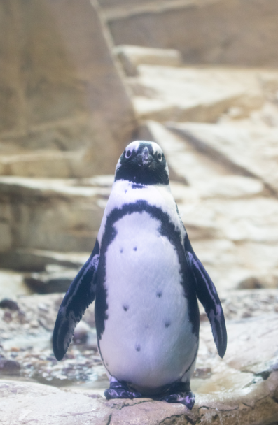 elmyrthepenguin's tweet photo. I'm dressed in my #FridayBest for #HancockWhitneyZTD tonight and then my keepers said I'll have to wait till next year. ๐ช https://t.co/bOHt6q48Tq