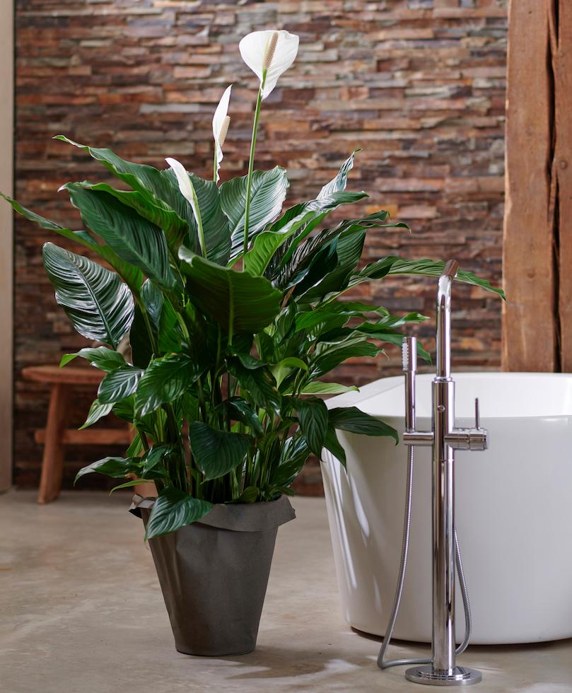 Vous avez envie d'un style "jungle" AUSSI dans votre salle de bain ? 🌿 De nombreuses plantes aiment les pièces humides et s'y inviteront avec plaisir ! Découvrez-les dans cet article.. 😉
ow.ly/TFsG50rs39E