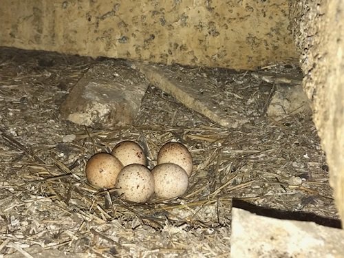 #BornWildStayWild: Preventing #WildlifeOrphans. We recently encountered an inspiring example of the Cleveland construction company Snavely Group making sure an #Americankestrel nest was not harmed by human activity: ow.ly/MKCR30oC31D #wildohio #staywild