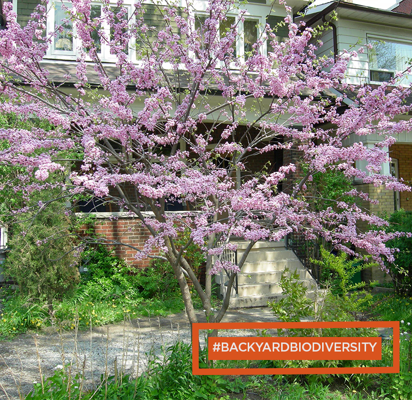 leaf's tweet photo. Eastern redbuds are early spring bloomers. They provide a much needed food source for pollinators, like native bees &amp; hummingbirds, when other species have yet to bloom. Learn how you can help #BackyardBiodiversity this spring w/ @TWC_Wildlife &amp; @opg: https://t.co/bPuQJzF2hr https://t.co/IMv9uAe4Yj