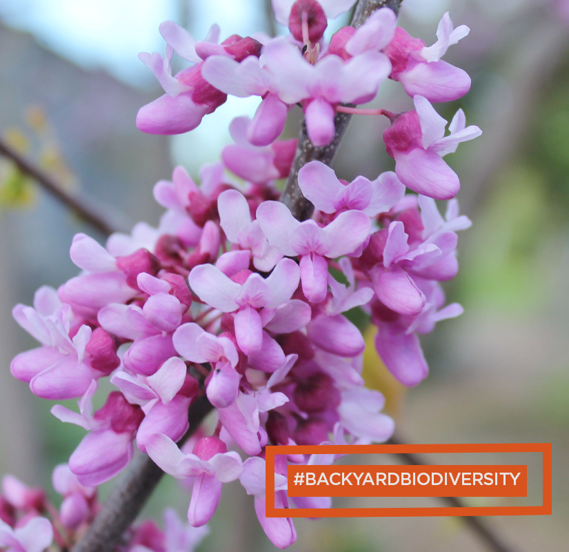 leaf's tweet photo. Eastern redbuds are early spring bloomers. They provide a much needed food source for pollinators, like native bees &amp; hummingbirds, when other species have yet to bloom. Learn how you can help #BackyardBiodiversity this spring w/ @TWC_Wildlife &amp; @opg: https://t.co/bPuQJzF2hr https://t.co/IMv9uAe4Yj