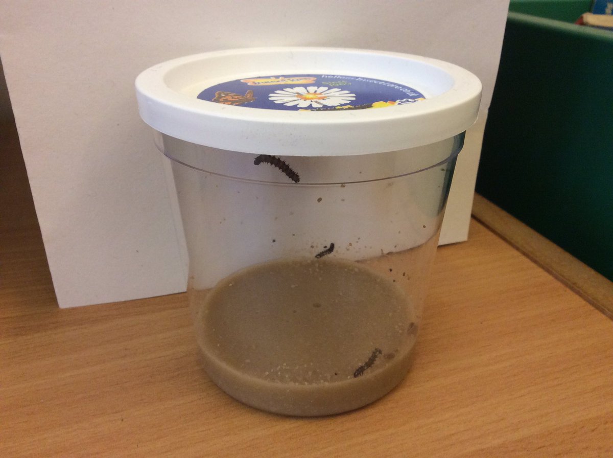 Purple class were very excited at the arrival of their baby caterpillars this week #crawlingcaterpillars #allthingsnatural