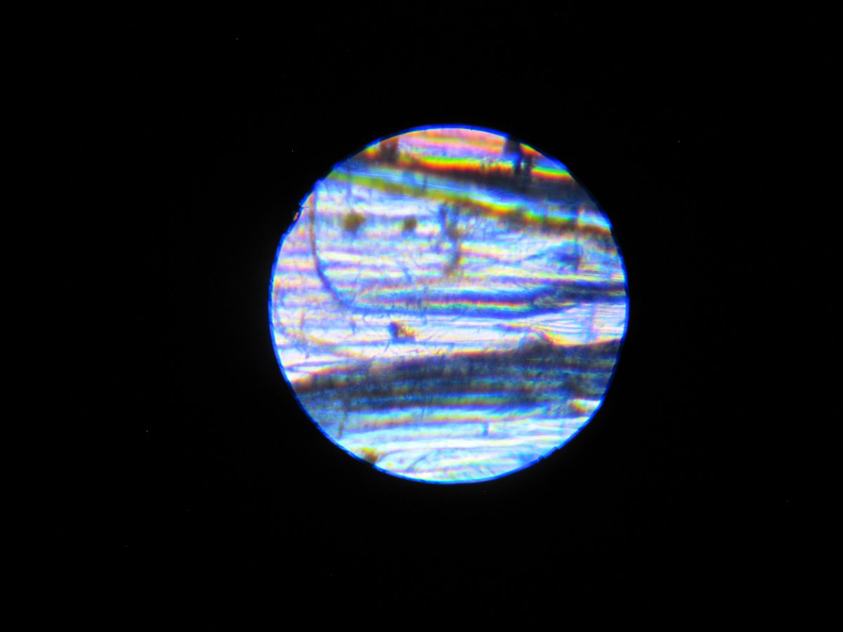 savaslab's tweet image. Here comes my favorite - onion skin! 
40x-100x magnification
A delicate piece of art by nature

#MicroscopeArt
#HaveATerrificScientificDay

with @NL_SUPPORT_Unit