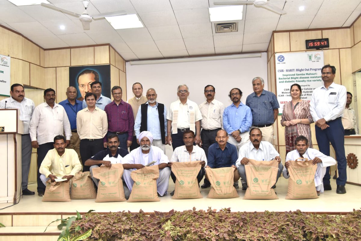 Distribution of blight resistant Sambha Masuri rice seeds to farmers at a function in @csir_cimap today. Attended by large number of farmers. About 200,000 acres under cultivation bringing benefits of lab research to farmers @ccmb_csir @CSIR_IND @CSIR_IITR @CSIR_NEIST @PMOIndia