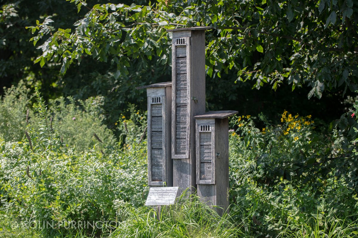 Another thing to keep in mind is that larger and larger mason bee condominiums make it that much easier for parasites to find victims. E.g., once a cuckoo wasp arrives it can lay eggs in every single nest in short order. Keep your houses modest.