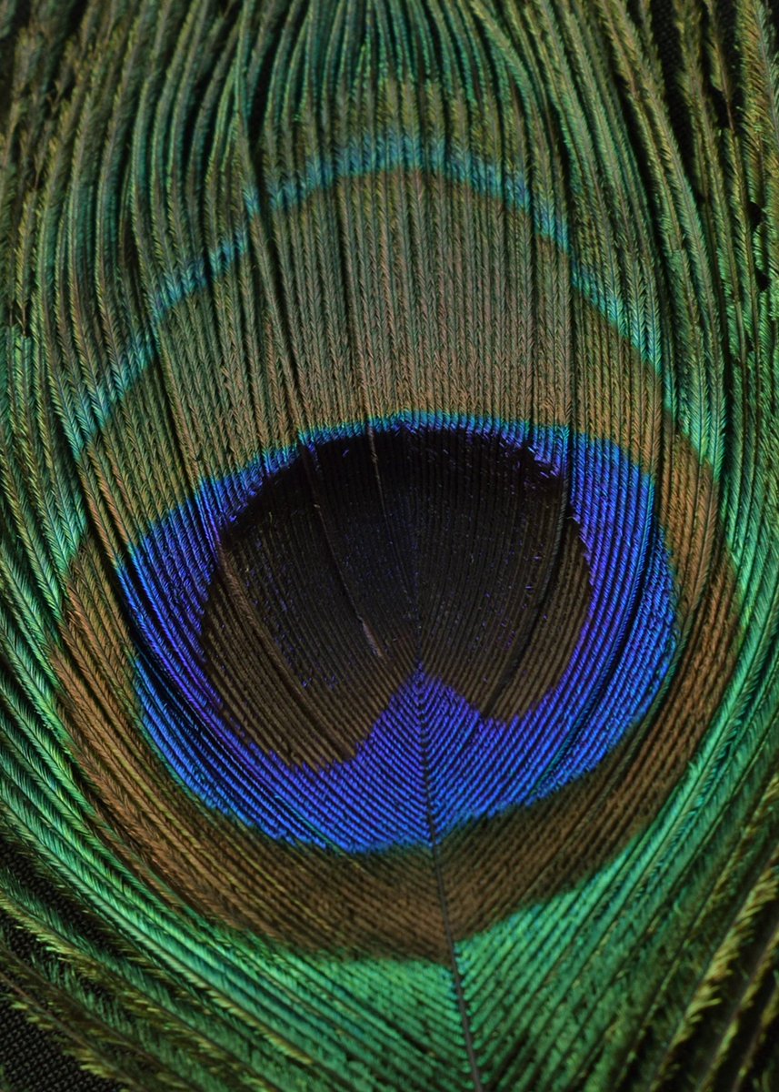 SLSSArts's tweet image. Gr 11 Photography (c) Monique