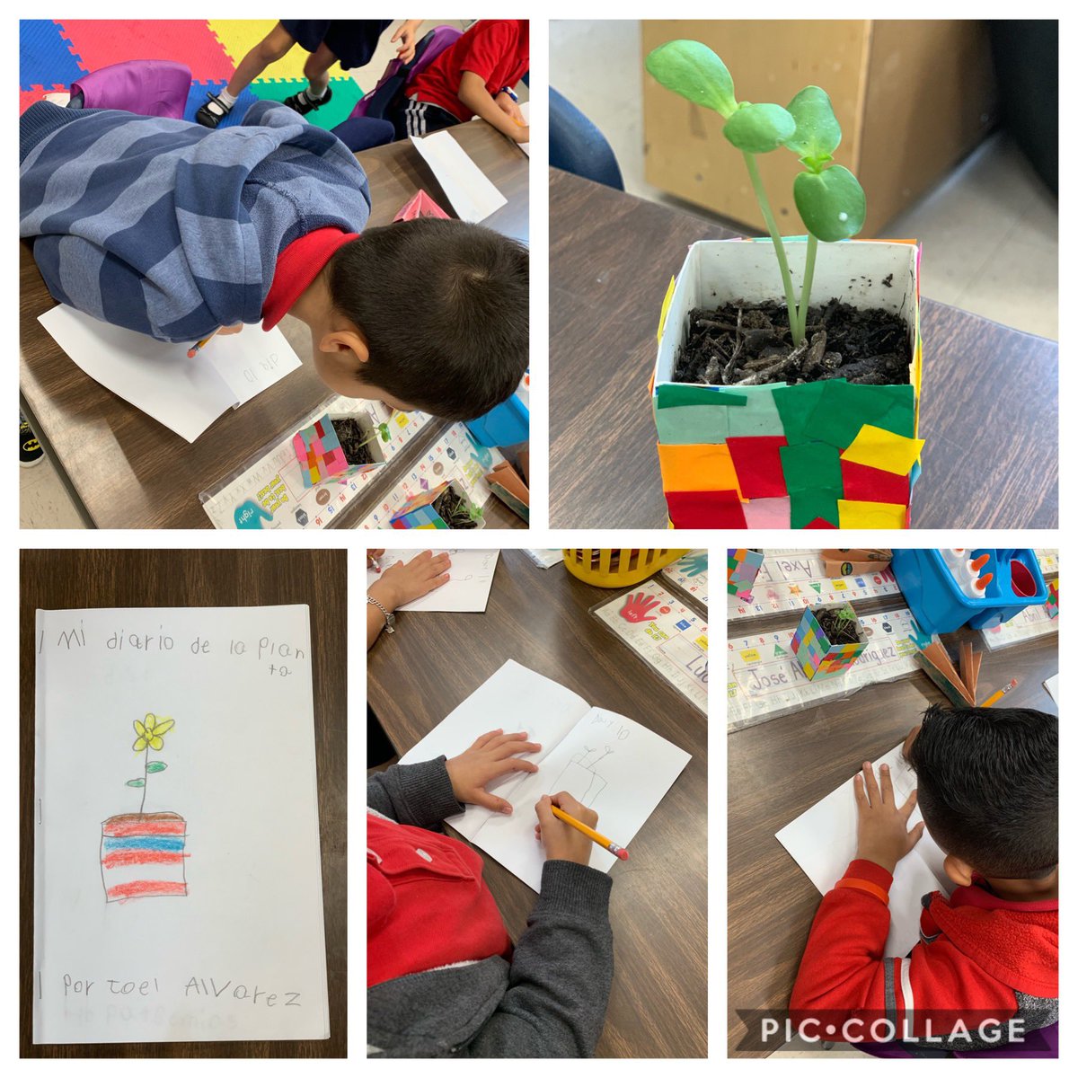 patpenavargas's tweet image. Kinder cubs @NISDCable Working on their plant journals.  Day 10...look at how our plants have grown! #thisiscable #GoPublic #itsthelast