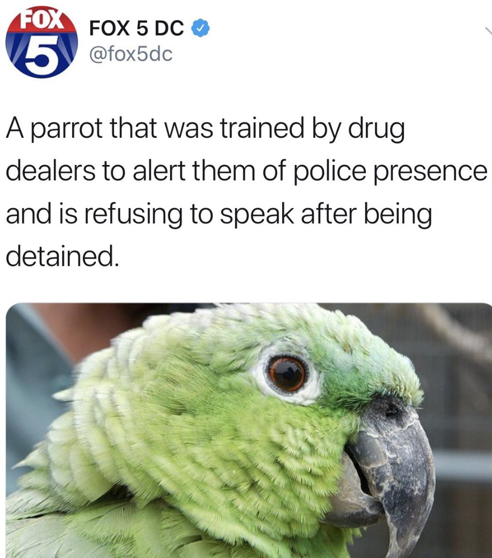 Lol.. The Parrot is sticking to the code and won’t talk... Lol... I’m done.