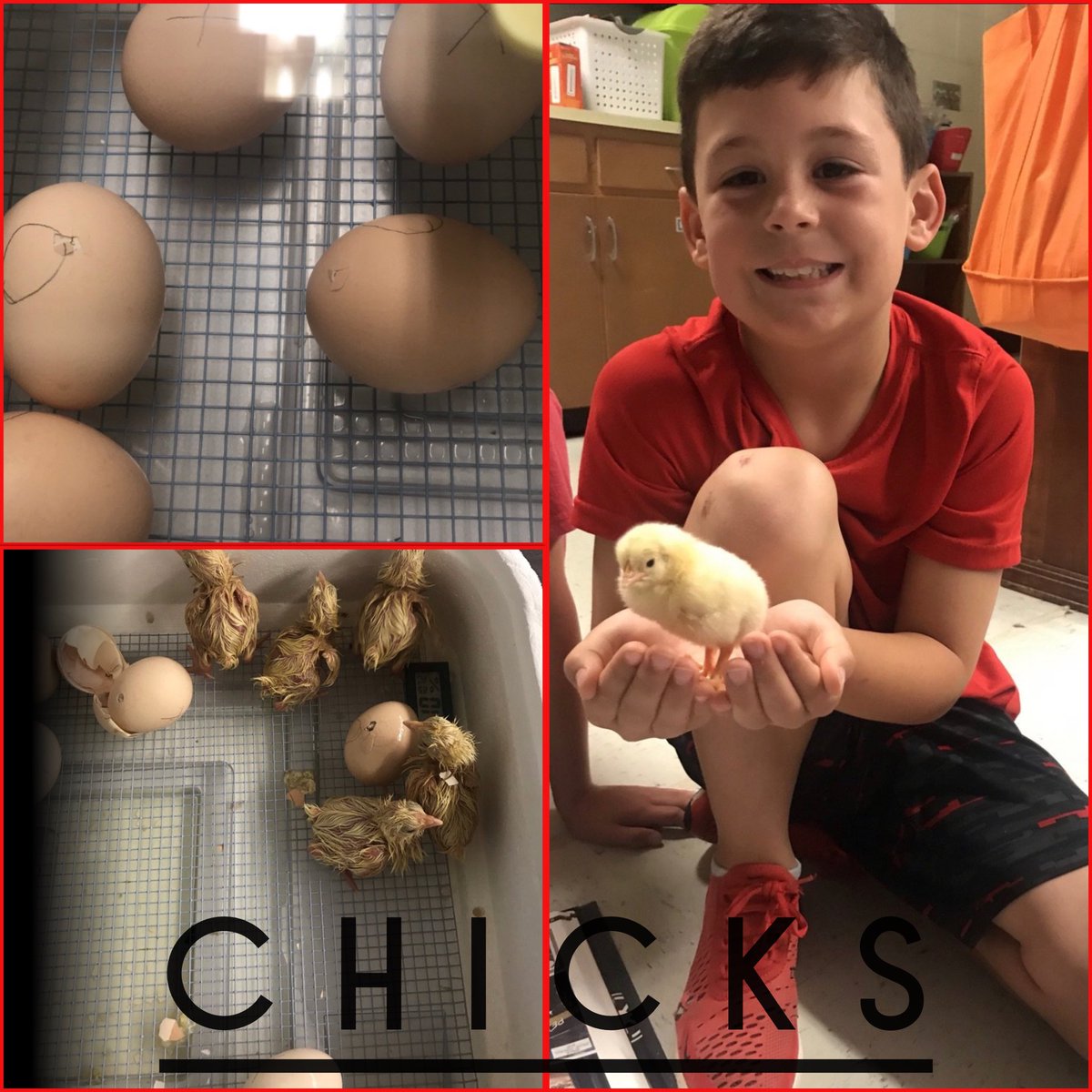 hefner_laura's tweet image. Reason # 913-Why Shady Grove Elementary School is so awesome!!! Love all the efforts the teachers make on a daily!#shadygroveelementary #makingeducationfun #teachersrock #advancenc #dwadehefner #chicken #chicks #FridayFeeling #ThankyouTeachers