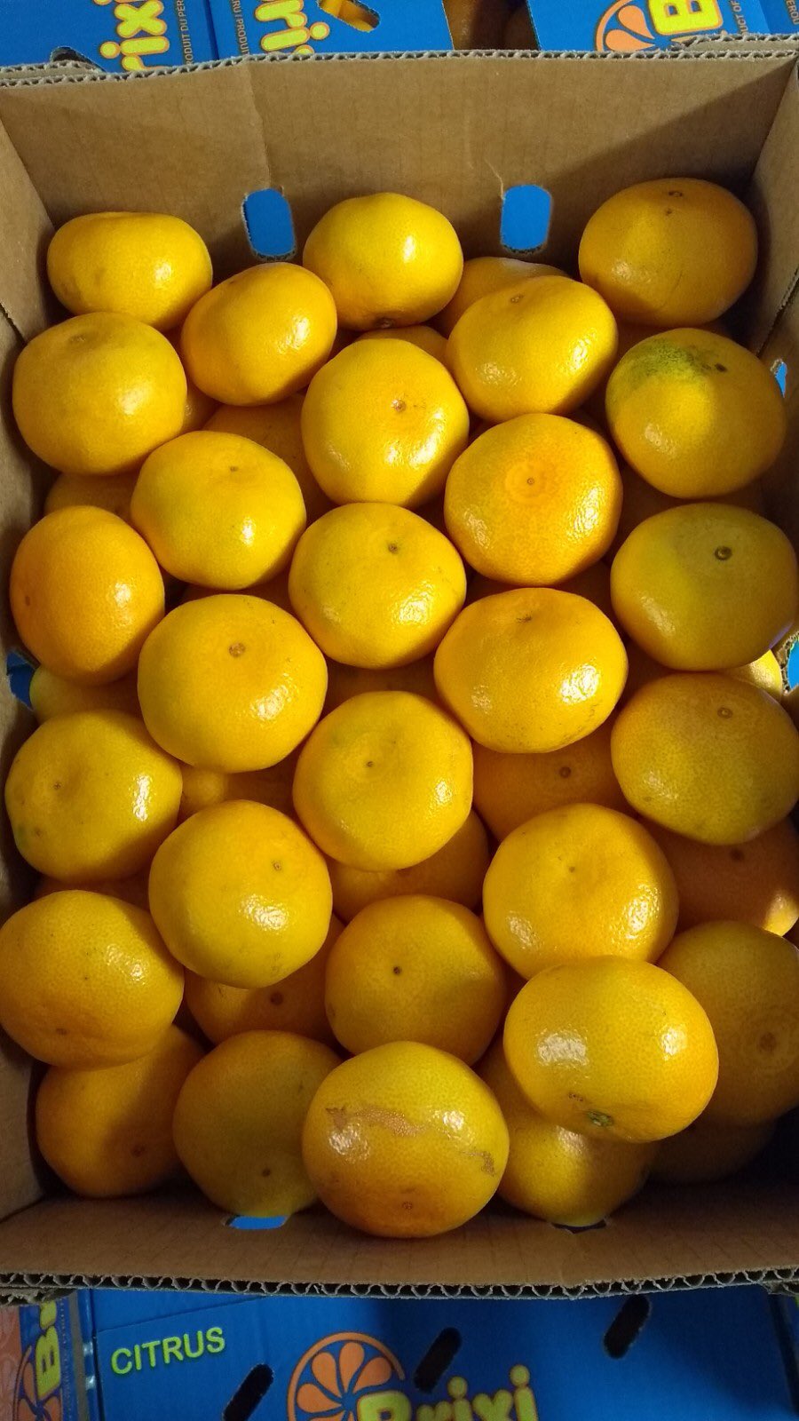 Perry Limited on Twitter "They R here people.The BEST SATSUMAS