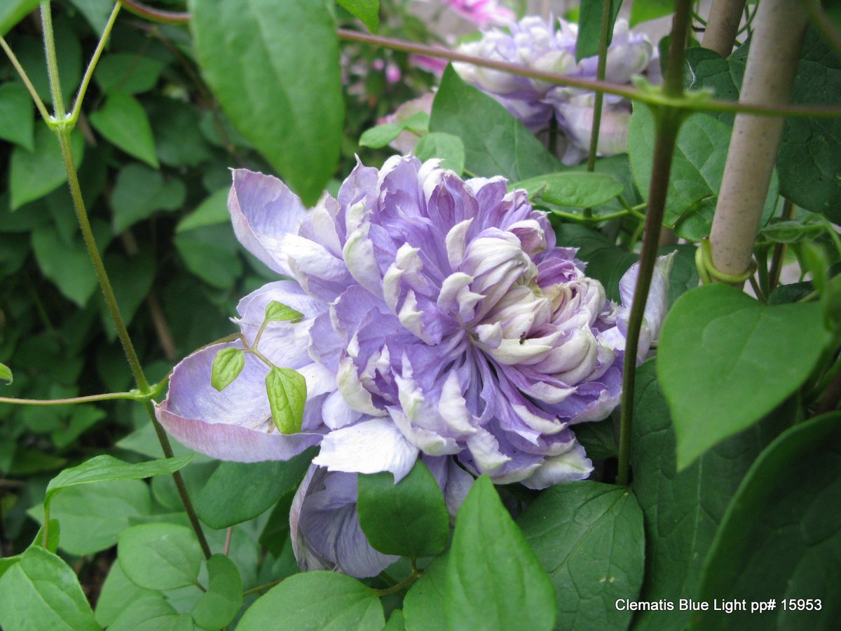 popplants's tweet image. She will love this clematis favorite! Give mom a Clematis Blue Light, that will shine in her #garden or #patio, blooming year as a #lastingmemory #ClematisBlueLight #plantgifts #floweringvines #prideofplaceplants #doublefloweringclematis #blueclematis