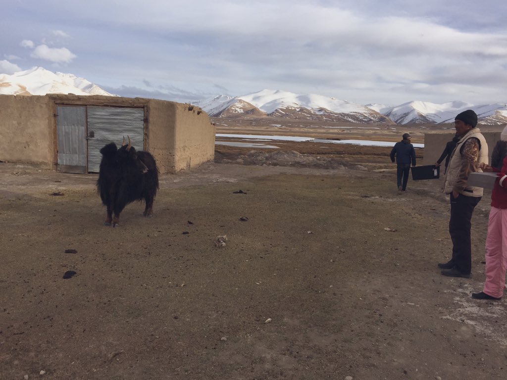 melbdvmpams's tweet photo. Yak! Despite @MgilbertMartin’s encouragement, we’ll hold off blood sampling until a later date... @FVASunimelb @Cornell https://t.co/QzWTl9ORo3