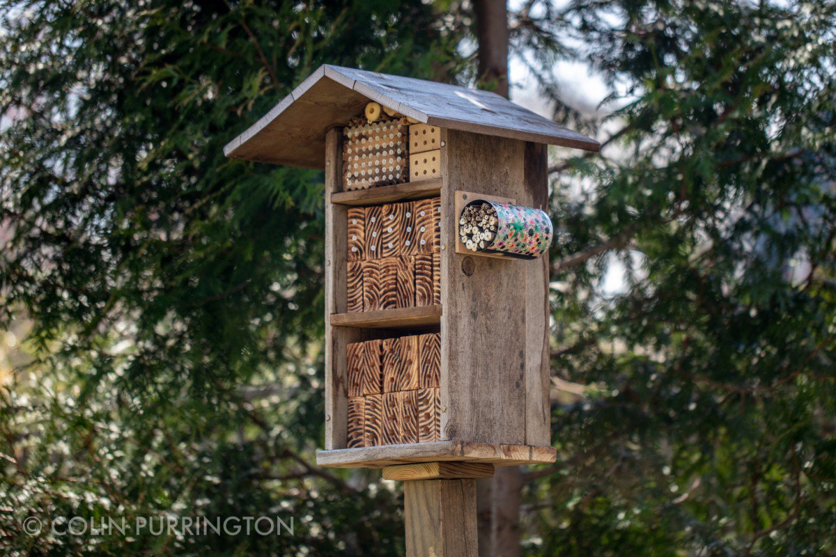 My current mason bee house, with beer-can side-car for small stems (Asclepias incarnata, Monarda fistulosa).