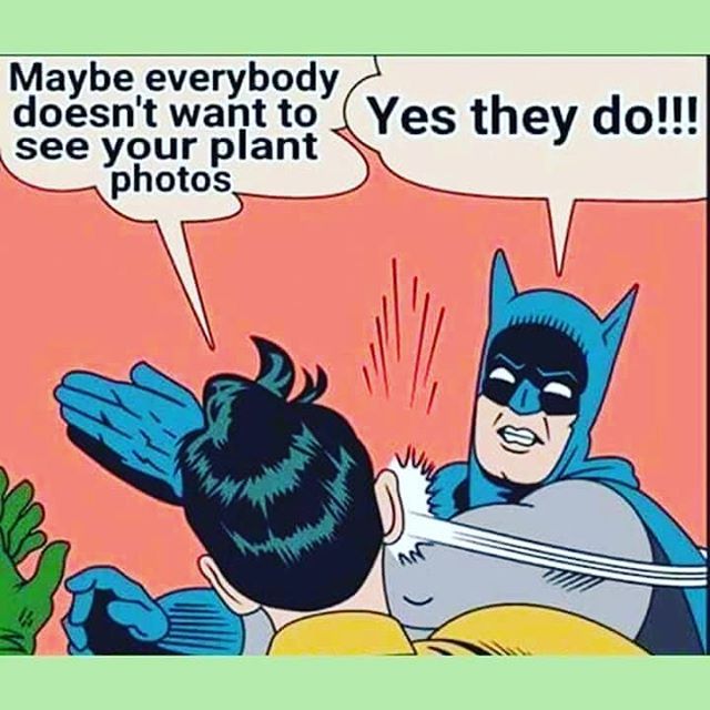 sucsforyou's tweet image. 😂 YES WE DO! 📸🌵📸🌵📸🌵📸 bit.ly/2GYfBwG