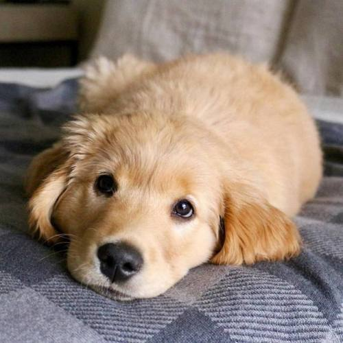 souoleoedai's tweet photo. Chris Evans as Golden Retriever https://t.co/hUnFUSaDrC