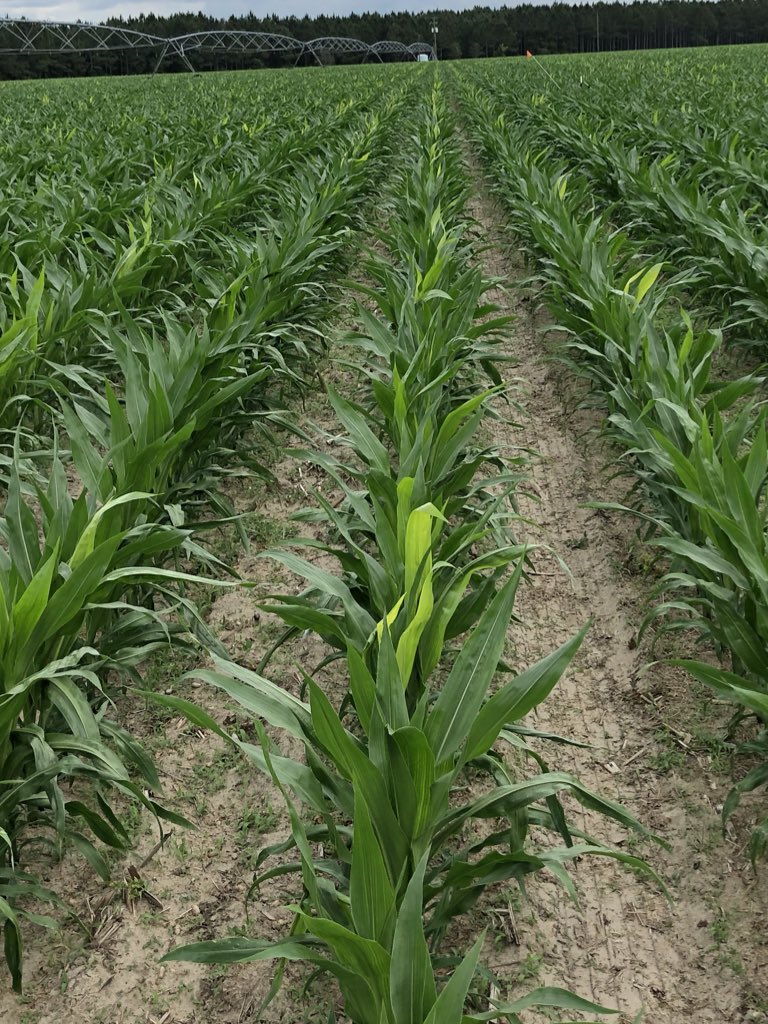 Yellow leaves shining after coming out of rapid growth syndrome/twisted whorl. Never witnessed it as bad as I have this year.