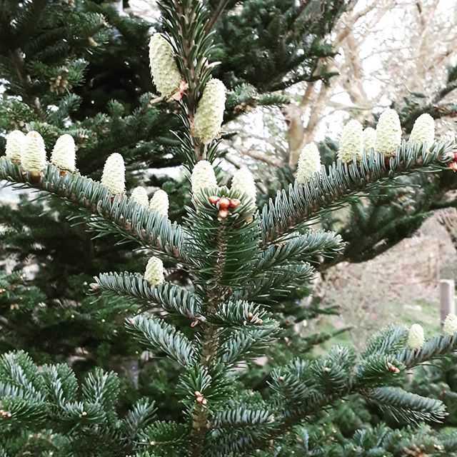 Christmas tree in May decorated by Nature! This tree was bought in a pot for Chrismas in the cottage 8 years ago and then planted out in the field!#christmastree #may #springgrowth #new #fircones #pinecones #newgrowth #norwegianspruce #livingtree