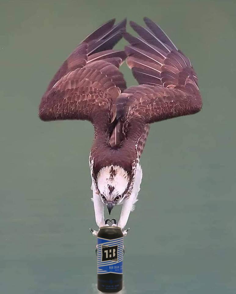 Flying into the weekend like.... (get cans of Blue Collar for $2.96 at the @LCBO !) #craftbeerlovers #craftbeer #ontariocraftbeer #thehamiltonbrewery #bluecollarpaleale #lcbo #itstheweekend #osprey #lookatthosetalons #thewingslooklikelegs