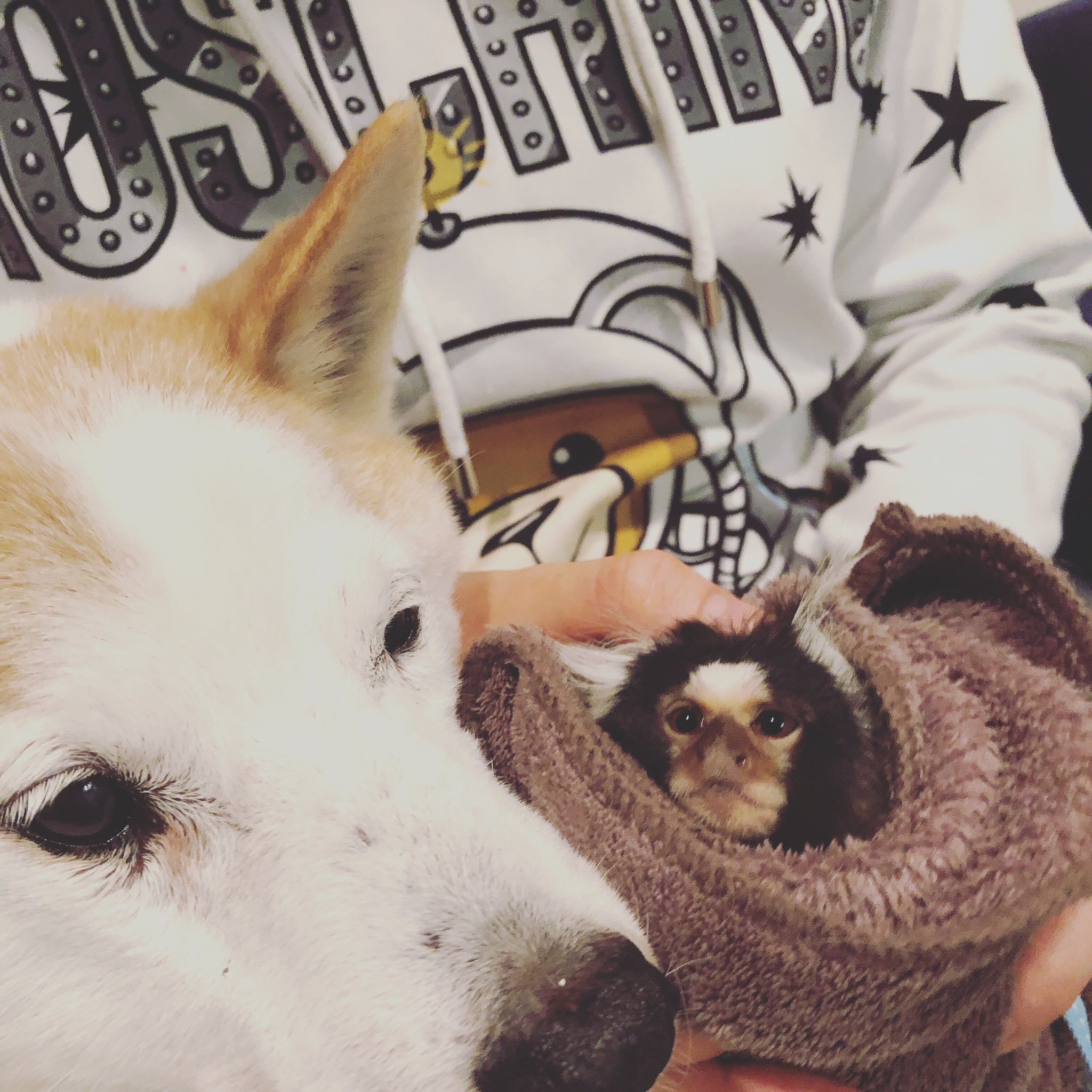 猿のジェロニモ Louis3702 Twitter