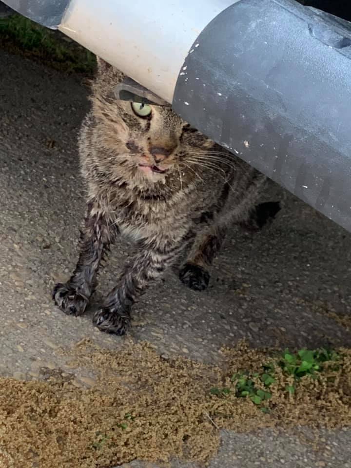 TNR'd Carson 2day, hit by car &amp; needs jaw wired shut 2 heal. He has swelling on his brain &amp; a will 2 live so we will help him. His care is ~$800 hoping we can raise money 4 his surgery. PayPal elaine@happyhomesinc.org or donate 2 crowdrise.com/o/en/campaign/…  RT