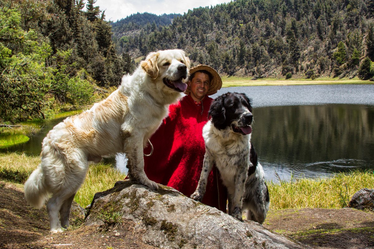 Perros Mucuchíes en la Laguna La Victoria, Santo Domingo Estado #Mérida #Venezuela #MeridaNatural #Paisajes #visitamerida #MeridaVenezuela #turismo #meridaven #fotodeldia