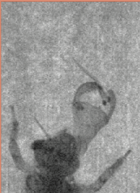 1/2 Excited to release a new study on what determines the outcome of ambush predation. We collected high speed video of dragonfly larvae with their somewhat terrifying labial mask, hunting larval zebrafish. biorxiv.org/content/10.110…