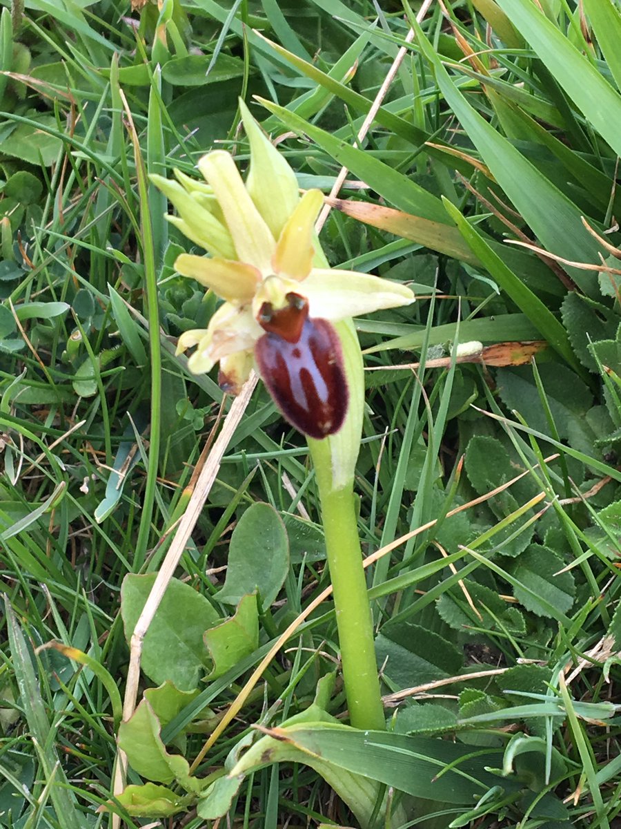 Purba Choudhury (@purbachoudhury) on Twitter photo A beautiful Early Spider Orchid on the Dorset coastline near Swanage...! <a href="/DorsetWildlife/">Dorset Wildlife Trust</a> <a href="/WildlifeTrusts/">The Wildlife Trusts</a> #LoveWildlife A beautiful Early Spider Orchid on the Dorset coastline near Swanage...! <a href="/DorsetWildlife/">Dorset Wildlife Trust</a> <a href="/WildlifeTrusts/">The Wildlife Trusts</a> #LoveWildlife