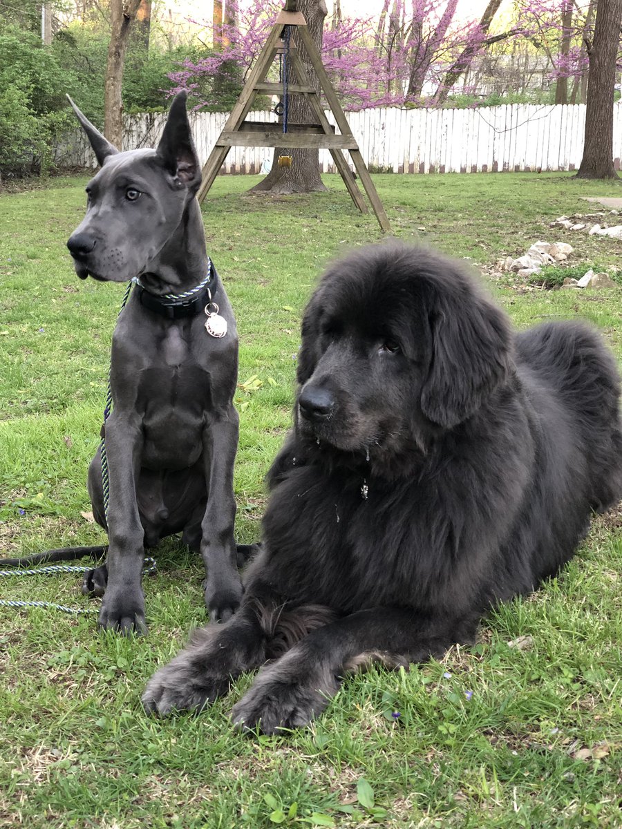 great dane and newfoundland