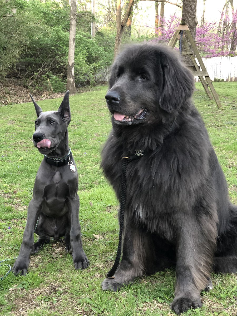 DrogoDane's tweet photo. Me and my new big brother! He’s cool 😎 but i can’t believe he doesn’t want to play ALL THE TIME! Why wouldn’t he want his fluffy tail bitten!? #greatdane #Newfoundland #bluegreatdane #graynewfoundland #newf #puppy #bigdogsrule #bigdog @MomaoJason “look at those treats 👻 !!” https://t.co/NZNekdjPEt