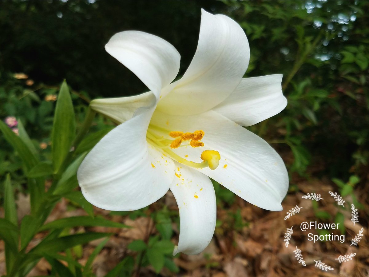 FlowerSpotting's tweet photo. Today I saw this flower at @Dragon8616's house.
#flowerspotting #flowers #FlowerPower #flowerphotography https://t.co/aZOnIvTSTe