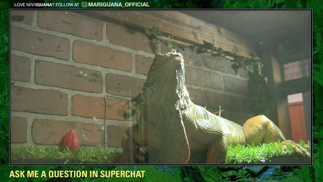 TYTMariguana's tweet photo. I AM A HAPPY IGUANA WITH A HAPPY STRAWBERRY 🍓
check out my #livestream every Friday at 2pm PT at https://t.co/g0Pjb6H6PJ
•
•
•
•
•
#timeismoney #worlddomination #mariguana #iguanamoments #tyt #tytlizard #tytlive #iguana #iguanasofinstagram #lizar… https://t.co/uRahIPRLyJ https://t.co/X2cLLf3Uj2