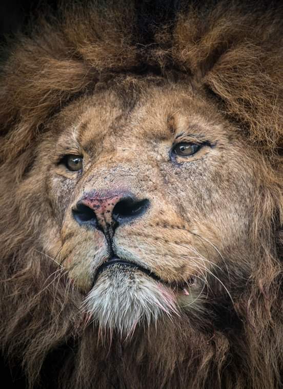 Fantastic trip to <a href="/KnowsleySafari/">Knowsley Safari</a> today!
