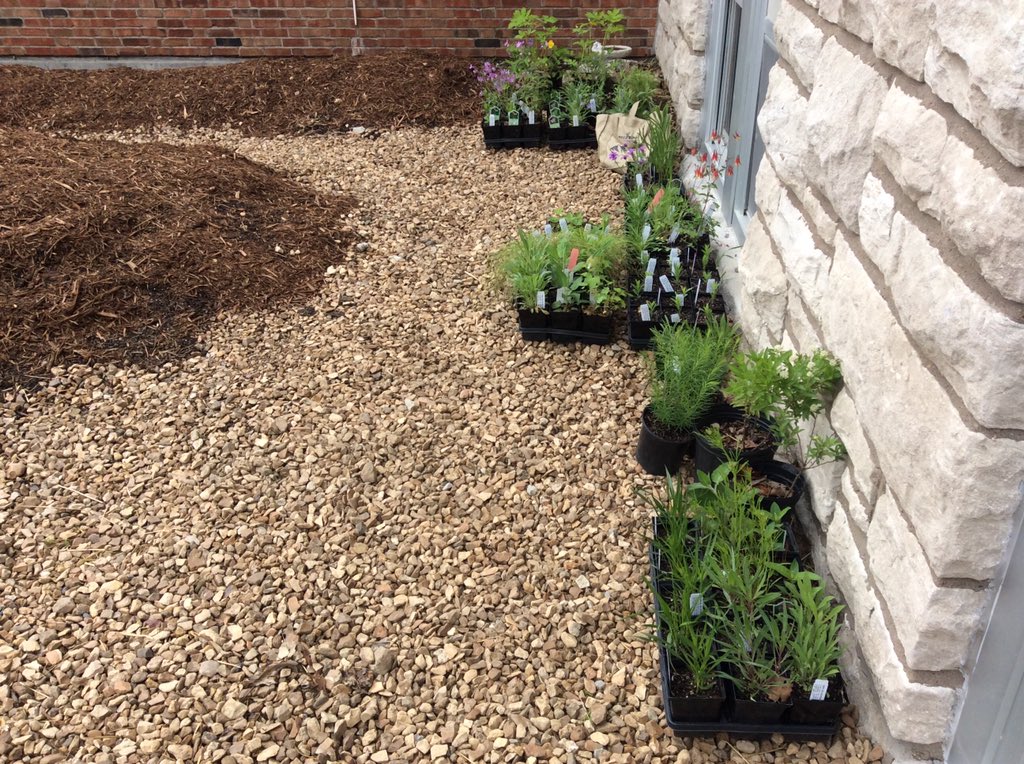 Szydlowskim's tweet photo. @GrantAllStars 5th grade clearly wins the Blue Ribbon (or GREEN ribbon) today! They also created this native plant garden today.    This is in addition to their recycling picketing on Broadway, trash audit, and rain garden building.  Simply amazing!!! @PStieple @BarbaraBuffaloe https://t.co/J1aiaAh6eb