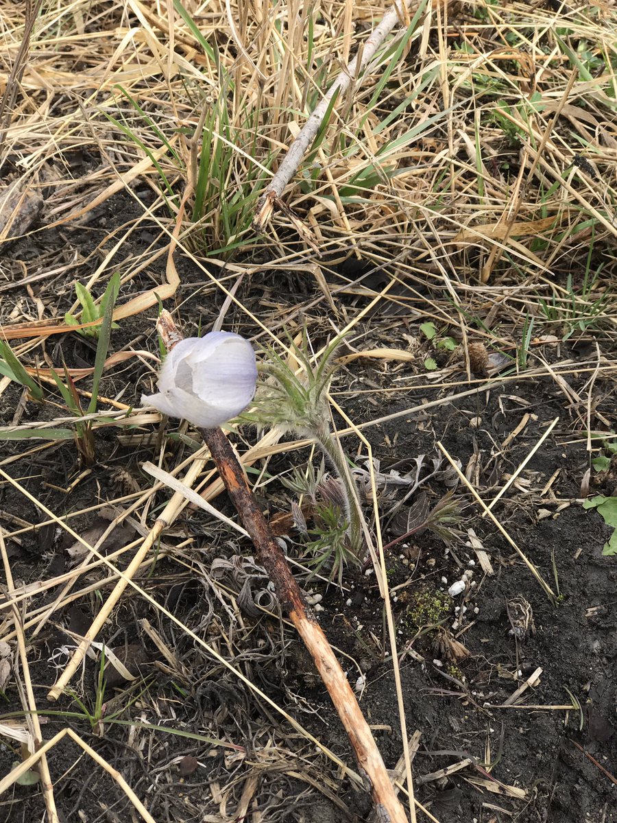 Friluftsliv Friday for our vertical team @MontroseWSD! Taking 70 grade 1-6 kids to Assiniboine Forest makes for a pretty amazing afternoon! #GetOutside #Friluftsliv #naturelovers