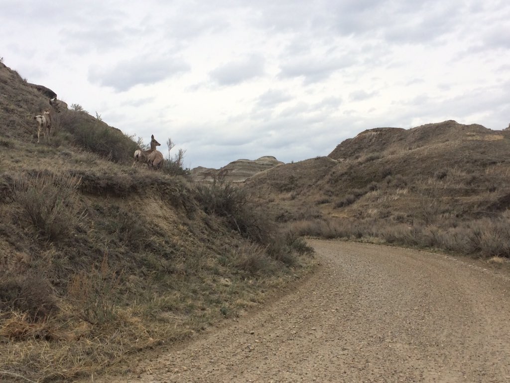 Just did our course inspection and the roads are dry as a bone and our friends on the hill were wondering “Where are all the runners?” @CanadianBadland #dinopark <a href="/TravelAlberta/">Travel Alberta</a>
