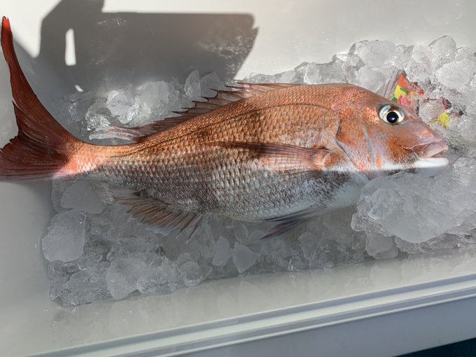 鯛釣れた嬉しい♡ 