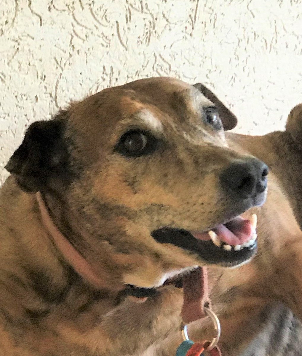 Cairns and Tropical Gardening by Rob Pyne tweet media