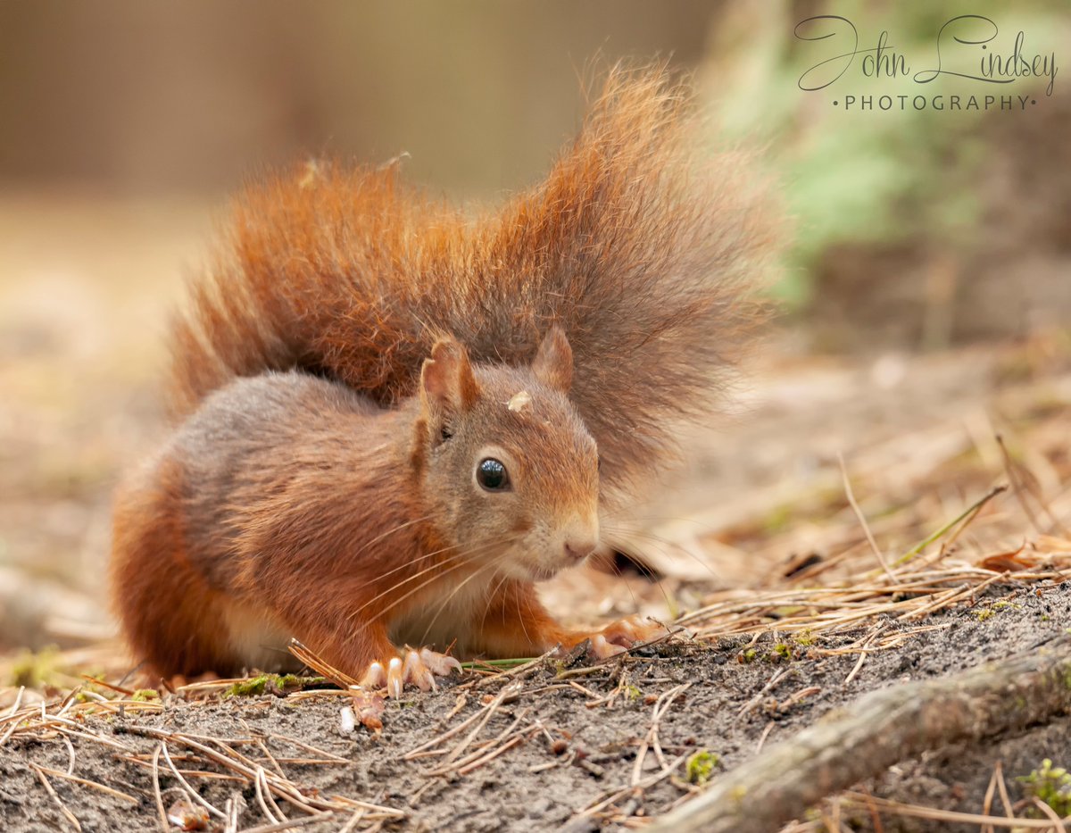 Red Squirrel from Formby @nationaltrust @FormbyPoint #wildlifephotography #wildlifeartist #nature #redsquirrels #squirrels #NativeTwitter @WildlifeMag @bbcwest @BBCSpringwatch @BBCCountryfile @iNatureUK @Steveredwolf #free #rodent #rodents #red #reds