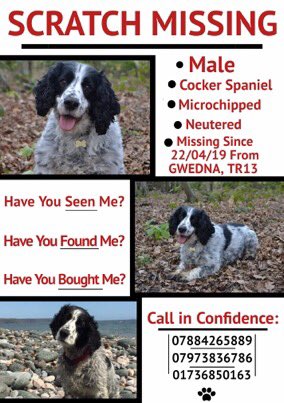 rosieDoc2's tweet photo. SCRATCH his owners are extremely worried for his safety HES ELDERLY &amp; wobbly on legs 😞 HE WAS POORLY THE DAYS LEADING UP TO DISAPPEARING 💔 Male #cocker #lostspaniel CHIPPED/NEUTERED 22/4/19 #Gwenda area #Cornwall #TR13 ❗️HELP❗️
https://t.co/LSPRSE1HRY https://t.co/Up21wnz4ka