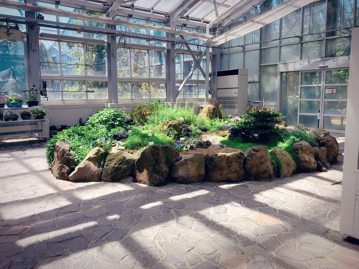 非公式 京都府立植物園ファンクラブ 観覧温室の高山室 涼しい 花がたくさん咲いています 京都府立植物園 非公式 京都府立植物園ファンクラブ 観覧温室の高山室 涼しい 花がたくさん咲いています 京都府立植物園