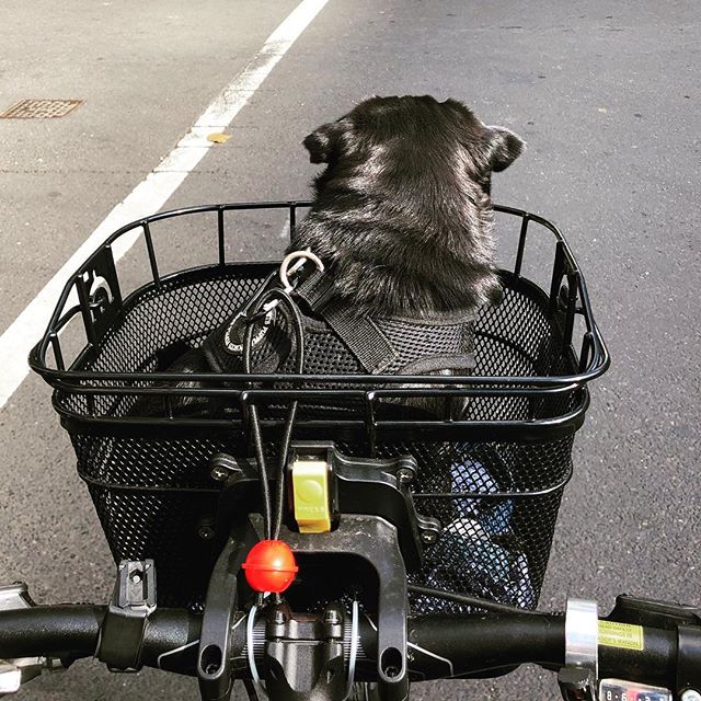 #Pug in a #Basket on a #Bike

#GeorginaLivesLarge in #Melbourne on #Bourkesteet

#blackpugpuppy #blackpug #pugpuppy #pugsofinstagram #pugstagram #puglife #pugphotography #pugsofmelbourne #pugphotography #melbourne_insta #melbournelife #melbournelifestyle #melbournedogs #pugsonins